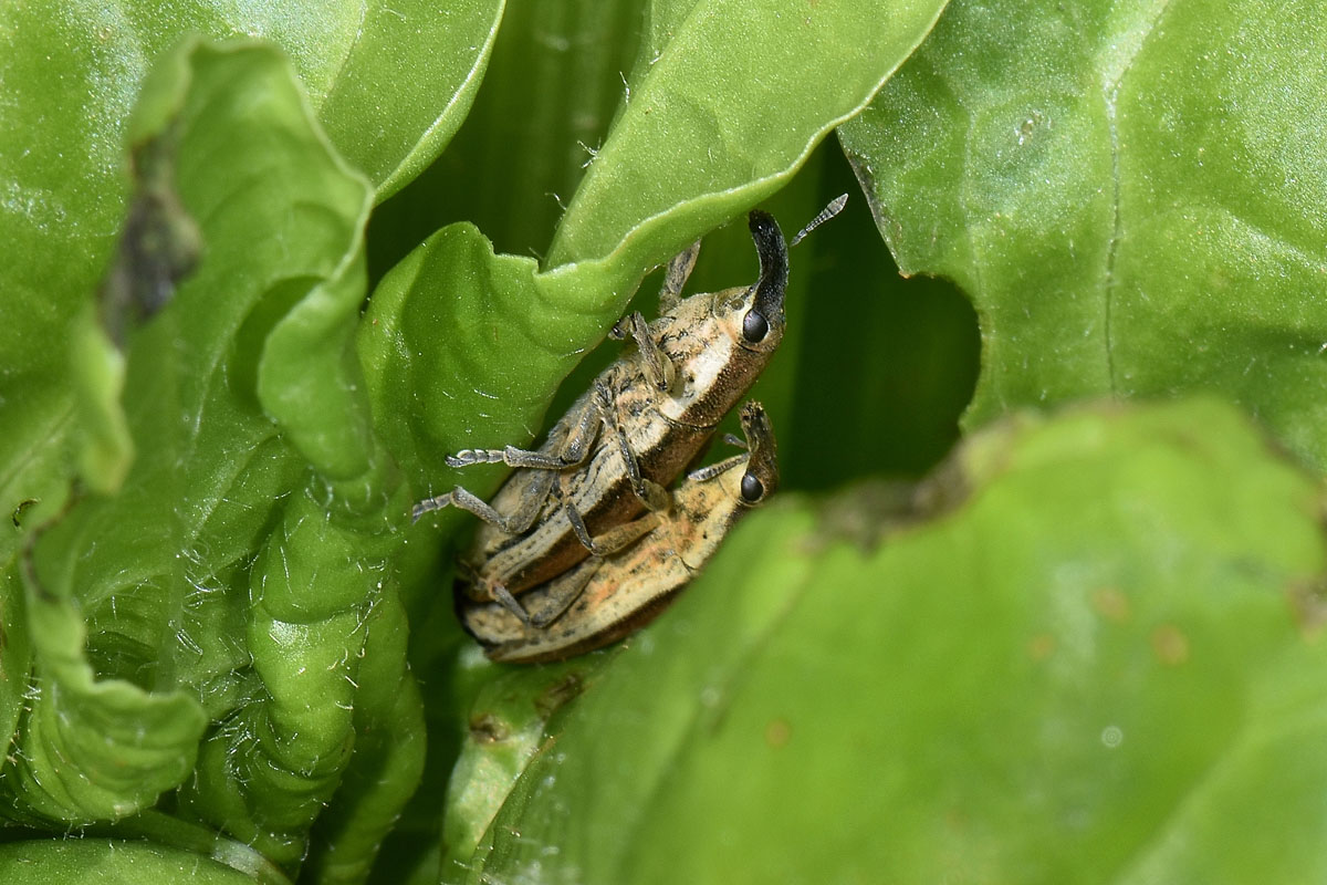 Curculionidae:  Lixus juncii?  S !